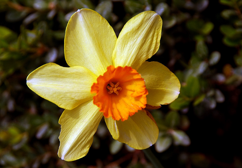 NARCISSUS    YELLOW  SUN  ...