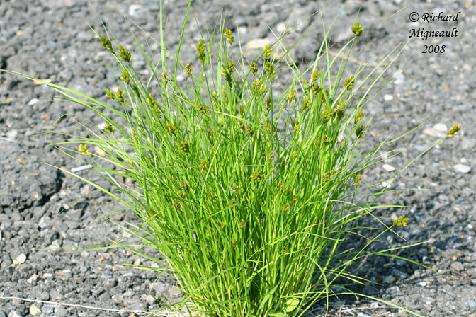 Carex de Crawford - Crawfords Sedge - Carex Crawfordii 2m8