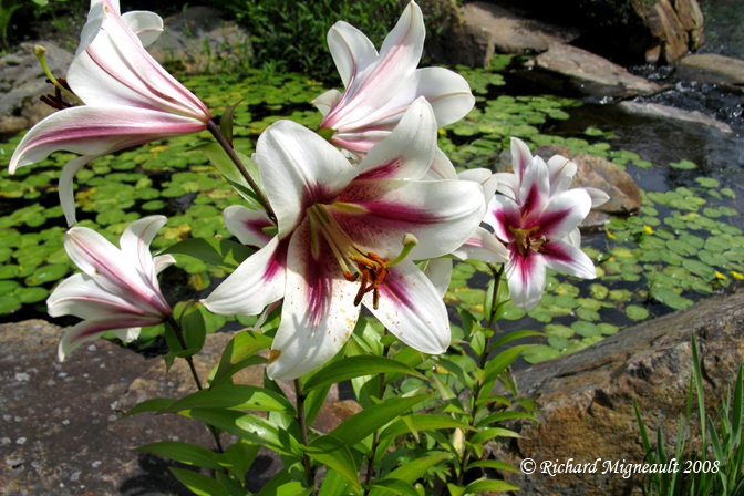 Lys - Lily - Lilium Altari Ot Hybrid