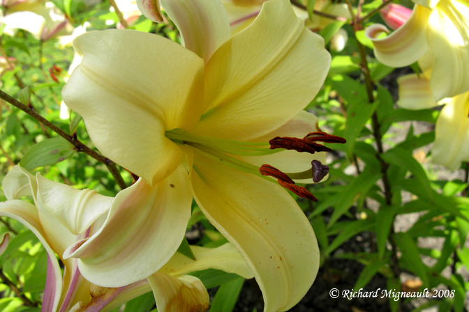 Lys - Lily - Lilium Orania Ot Hybrid 1