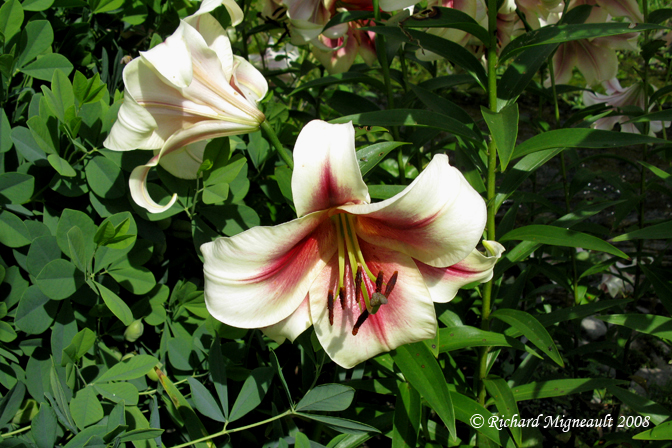 Lys - Lily - Lilium Zagora Oriental
