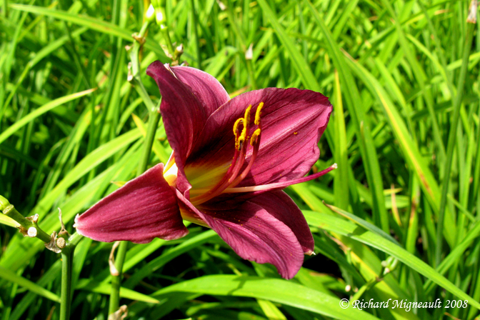 Hmrocalle - Daylily - Hemerocallis Cape Cod
