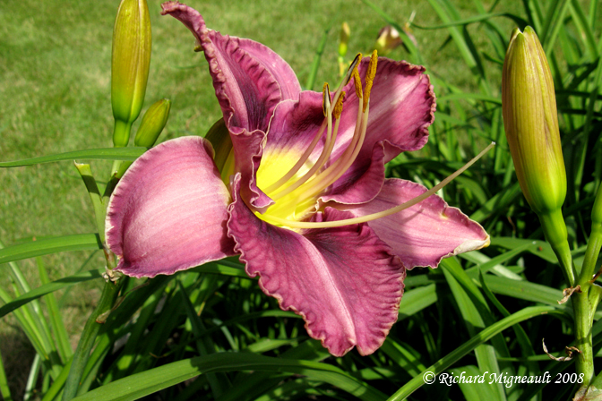 Hmrocalle - Daylily - Hemerocallis Chicago Cattleya