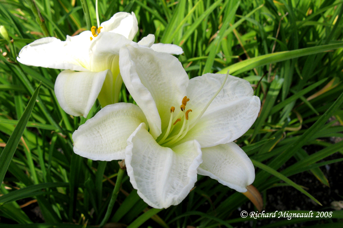 Hmrocalle - Daylily - Hemerocallis Gentle Shepherd