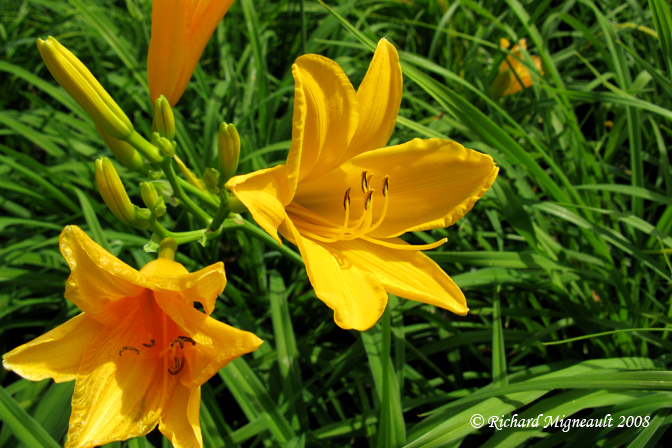 Hmrocalle - Daylily - Hemerocallis Golden Orchid