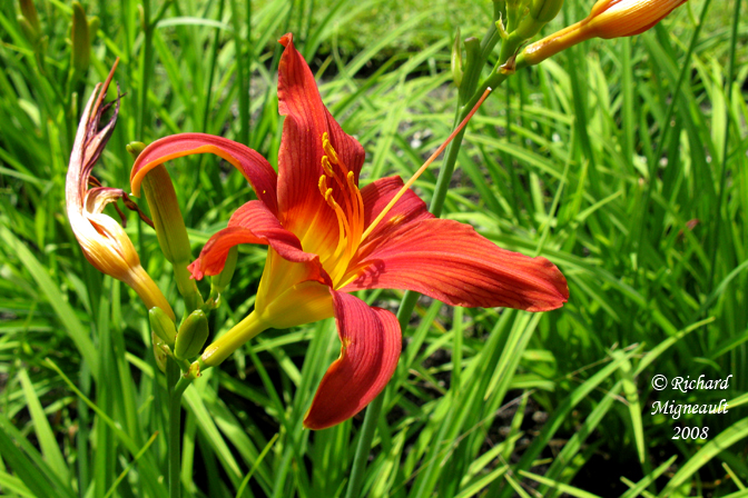 Hmrocalle - Daylily - Hemerocallis Royal Beauty