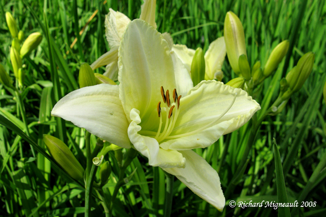 Hmrocalle - Daylily - Hemerocallis White Temptation