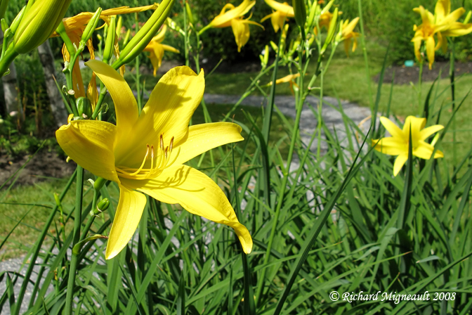 Hmrocalle - Daylily - Hemerocallis Yellow Pinwheel 2