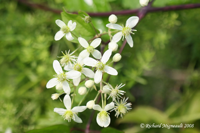 Clmatite de Virginie - Virginia Virgins Bower - Clematis virginiana 4m8
