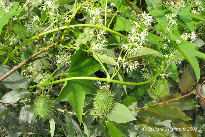 Concombre sauvage - Wild Cucumber - Echinocystis lobata 3m8f