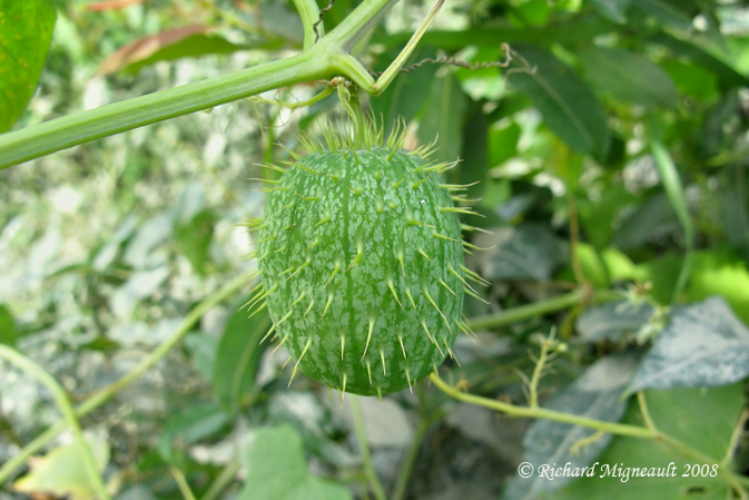 Concombre sauvage - Wild Cucumber - Echinocystis lobata 5m8