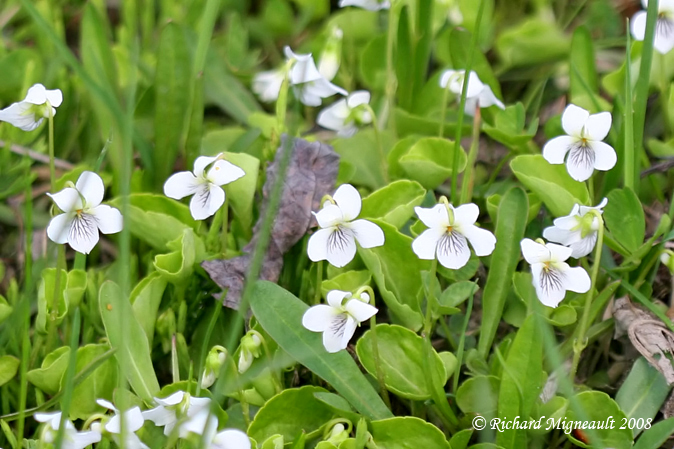 Violette rniforme - Kidney-leaved violet - Viola renifolia 1m8