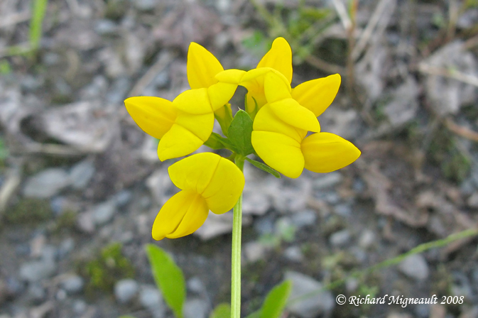 Lotier cornicul - Birdfoot Trefoil - Lotus corniculatus 4m8