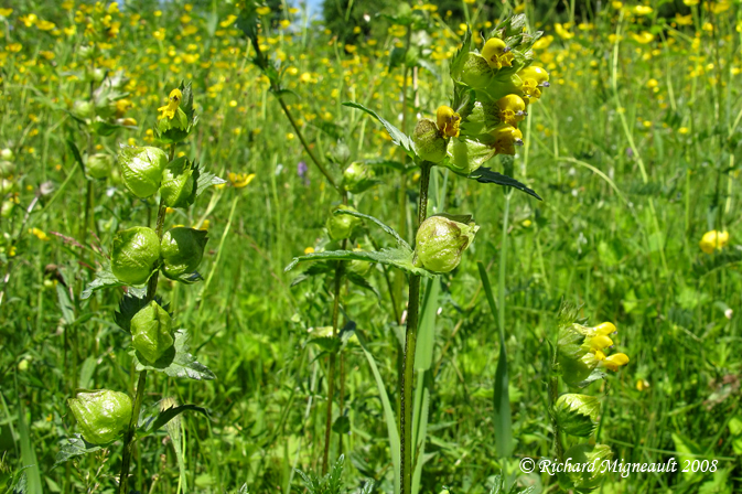 Rhinanthe crte de coq - Yellow Rattle - Rhinanthus minor 1m8