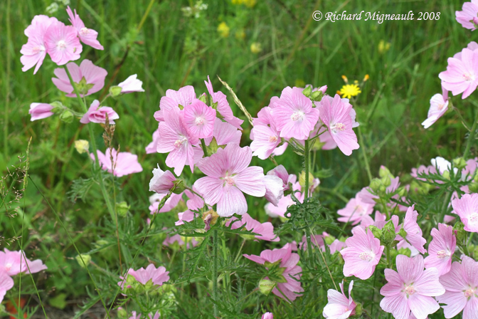 Mauve musque - Musk mallow - Malva moschata 1m8
