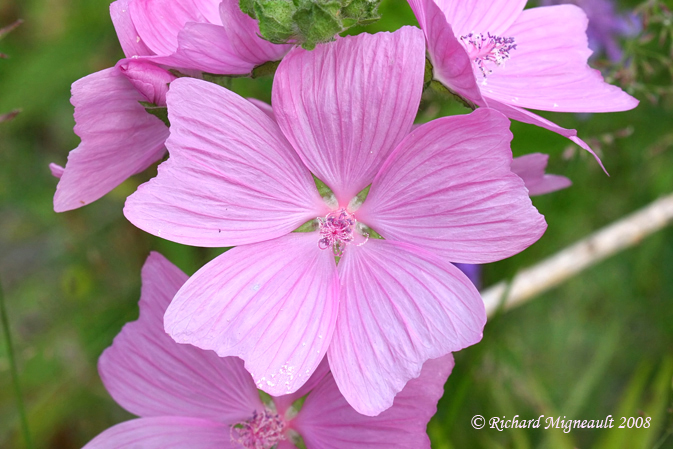 Mauve musque - Musk mallow - Malva moschata 4m8