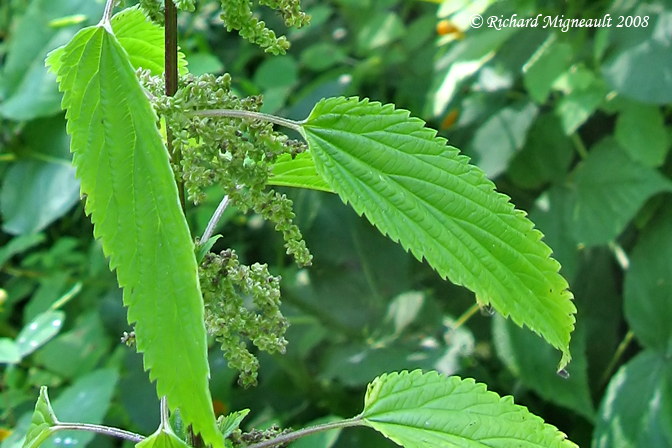 Grande ortie - Stinging Nettle - Urtica dioica 3m8