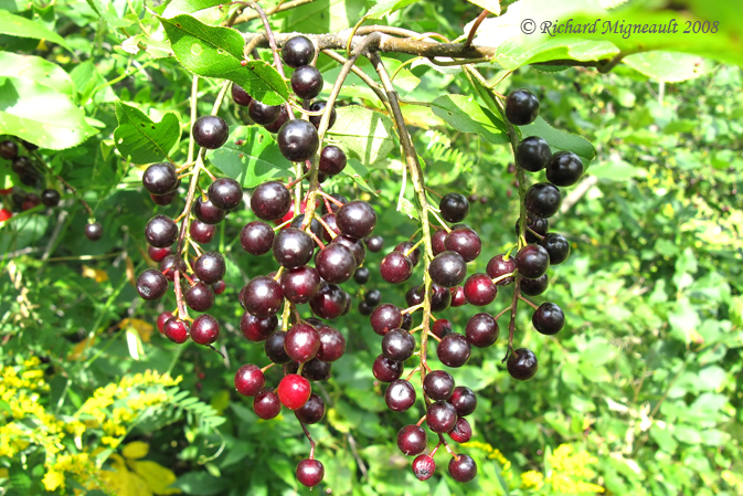 Cerisier de virginie - Choke Cherry - Prunus virginiana fleurs 4m8
