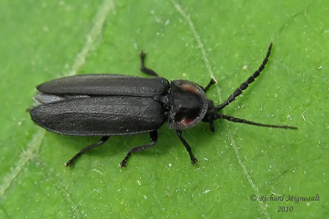 Firefly - Pyropyga nigricans 4m10