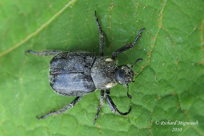 Scarab beetle - Hoplia trifasciata 1m10