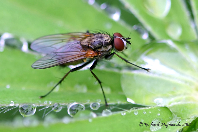 Root-Maggot Fly - Hydrophoria  sp 2m5