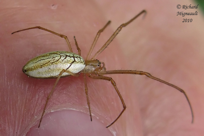 Longjawed Orb Weavers - Tetragnatha laboriosa - Silver Longjawed Orbweaver 4m10