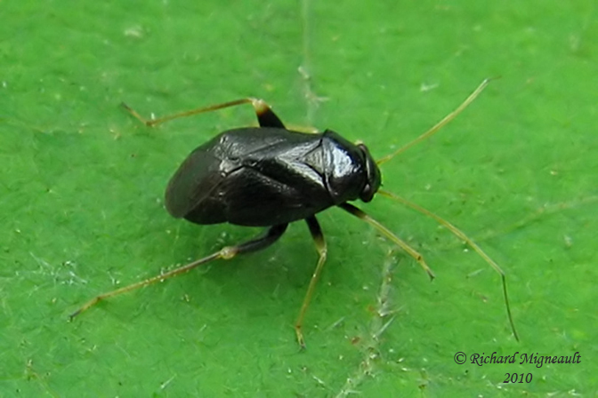 Plant bug - Slaterocoris stygicus m10