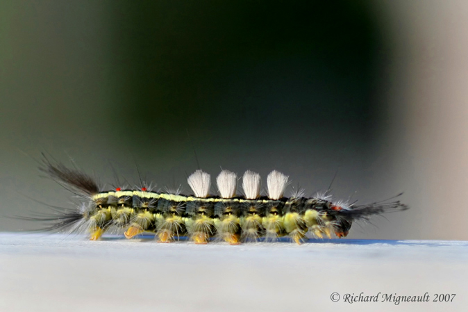 8316 - Whitemarked tussock moth caterpillar Orgyia leucostigma 1 m7