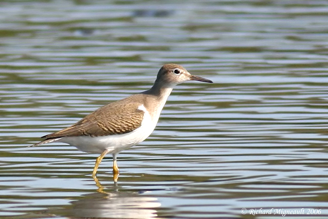 Chevalier grivel - Spotted Sandpiper 4m6