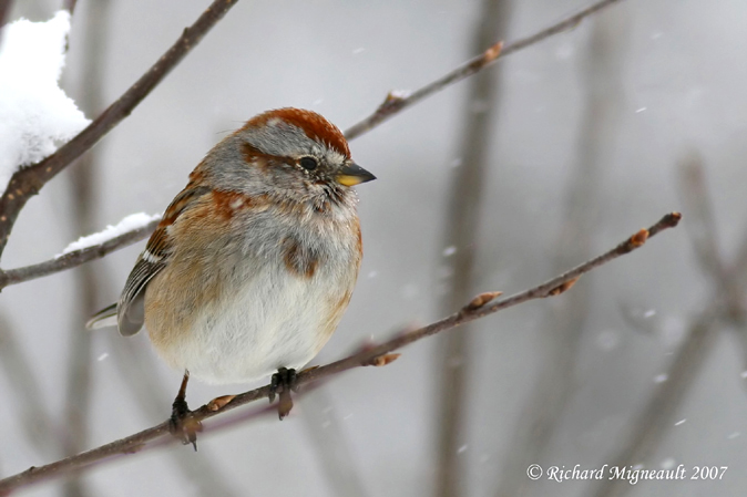 Bruant hudsonien - American Tree Sparrow 3m7