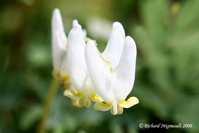 Dicentre  capuchon - Dutchmans breeches - Dicentra cucullaria m8