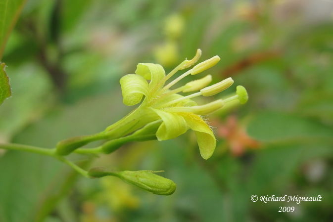 Dirville chvrefeuille - Bush Honeysuckle - Diervilla lonicera 1m9