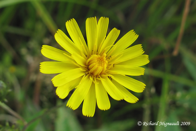 pervire du Canada - Canada hawkweed - Hieracium canadense m9