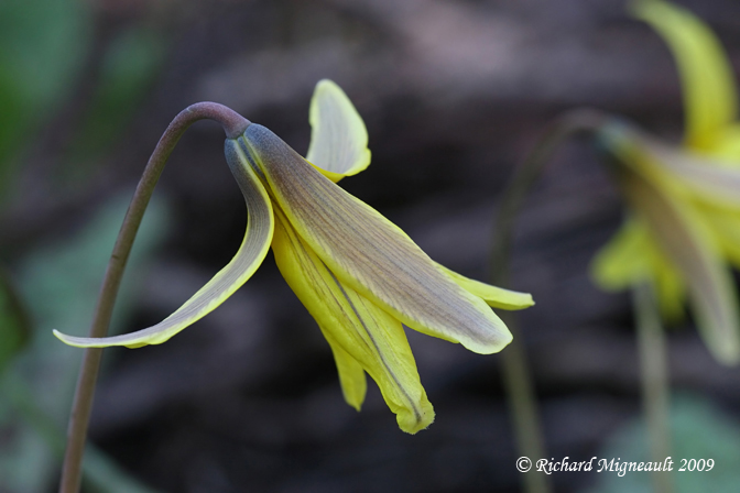 Erythrone dAmrique - Trout-lily - Erythronium americanum m9