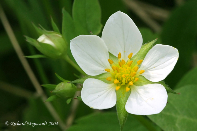 Fraisier de Virginie - Virginia strawberry - Fragaria virginiana m5