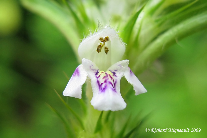 Galopsis ttrahit - Common Hemp-nettle - Galeopsis tetrahit m9