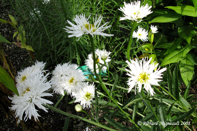 Liatride - Gayfeather - Liatris scariosa magnifica white