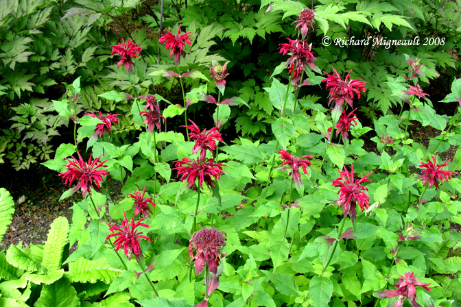 Monarde poupre - Bee balm - Monarda didyma Croftway pink