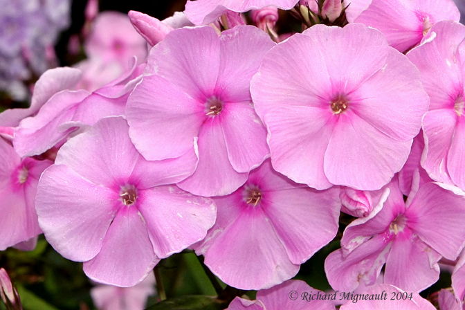 Phlox panicul - Garden phlox - Phlox paniculata 1
