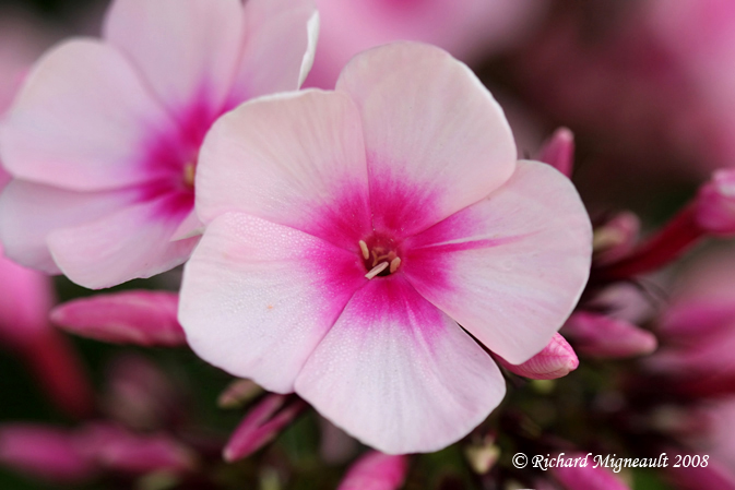 Phlox panicul - Garden phlox - Phlox paniculata bright eyes 2