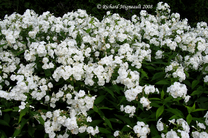 Phlox panicul - Garden phlox - Phlox paniculata white admiral 1