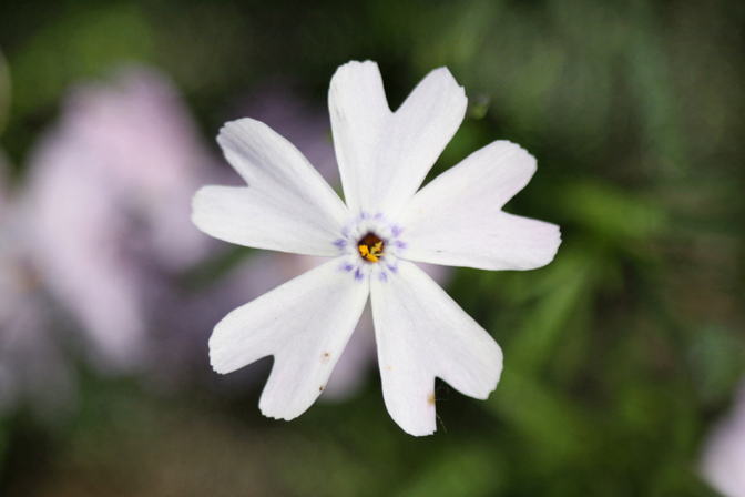 Phlox white