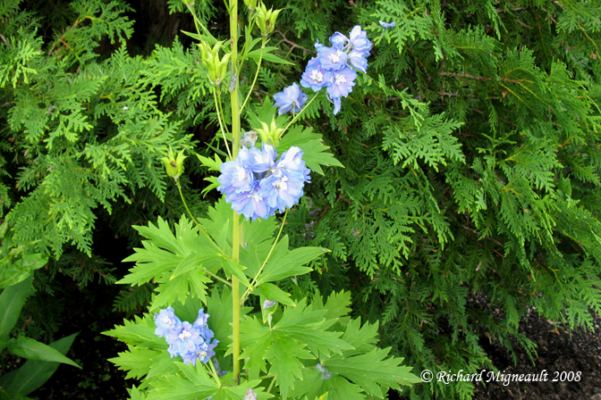 Pied-Dalouette - Larkspur - Delphinium magic fountain