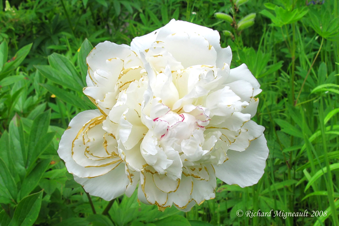 Pivoine - Paeonia lactiflora