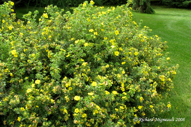 Potentille frutescente - Pink whisper - Potentilla fruticosa