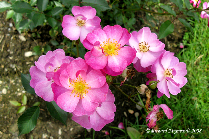 Rosier - Rosa - Rosa Lavender dream