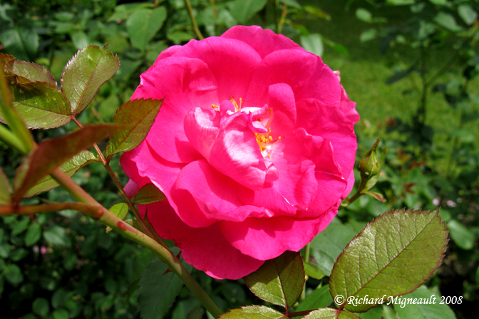 Rosier - Rosa - Rosa Morden centennial