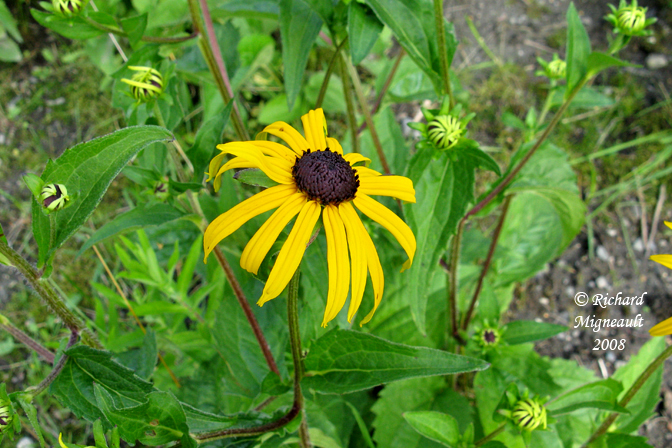 Rudbeckie - Orange coneflower - Rudbeckia Sullivantii Goldstrum