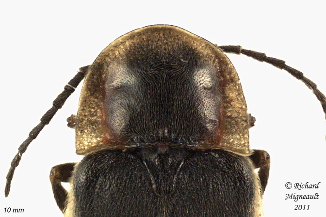 Firefly - Photinus obscurellus 3 m11