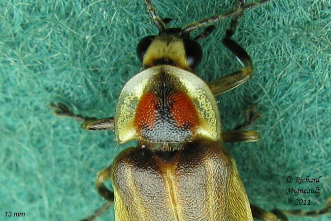 Firefly - Photuris fairchildi 2 m11